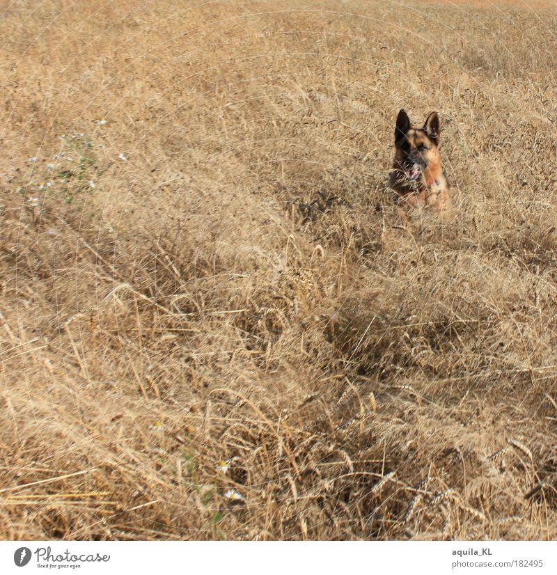 Inkognito Farbfoto Außenaufnahme Strukturen & Formen Menschenleer Tag Wärme Feld Tier Haustier Hund planen Deutscher Schäferhund beobachten verstecken Roggen