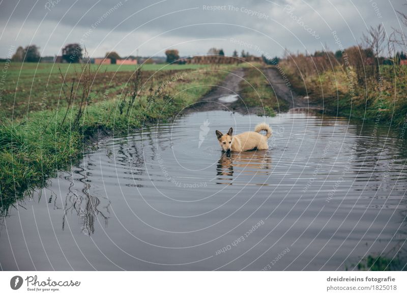 Tierischer Badespaß. Natur Landschaft Wasser Wolken Gewitterwolken Herbst Wiese Feld Haustier Hund Schwimmen & Baden entdecken stehen kalt nass natürlich