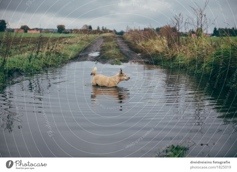 Tierischer Badespaß. Natur Landschaft Wasser Wolken Gewitterwolken Herbst Wiese Feld Haustier Hund Schwimmen & Baden beobachten entdecken stehen kalt nass