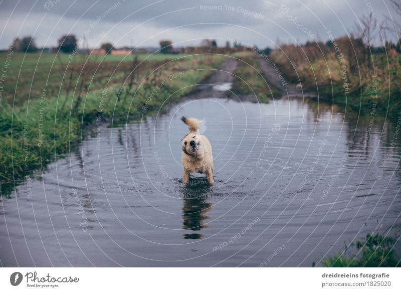 Tierischer Badespaß. Natur Landschaft Wasser Wolken Gewitterwolken Herbst Wiese Feld Haustier Hund Schwimmen & Baden stehen kalt nass natürlich niedlich Freude