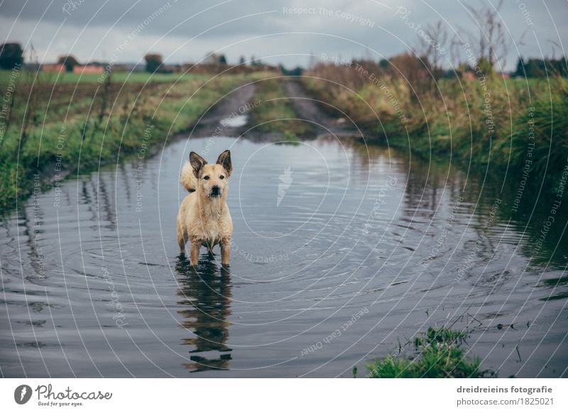 Tierischer Badespaß. Natur Landschaft Wasser Wolken Gewitterwolken Herbst Wiese Feld Haustier Hund Schwimmen & Baden beobachten stehen kalt nass natürlich