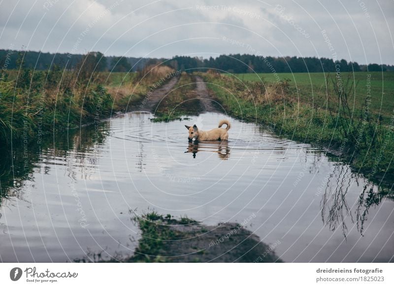 Tierischer Badespaß. Natur Landschaft Wasser Wolken Gewitterwolken Herbst Wiese Feld Haustier Hund Schwimmen & Baden entdecken stehen kalt nass natürlich