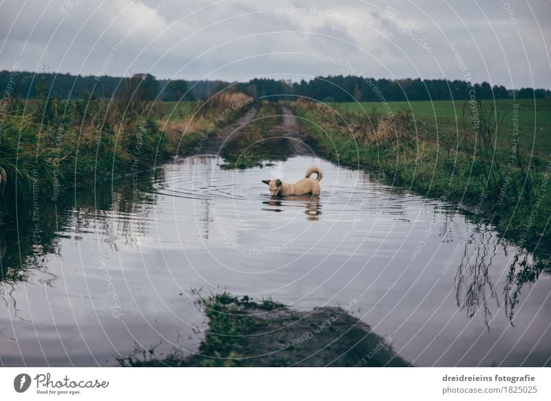 Tierischer Badespaß. Natur Landschaft Wasser Wolken Gewitterwolken Herbst Wiese Feld Haustier Hund Schwimmen & Baden entdecken stehen tauchen kalt nass