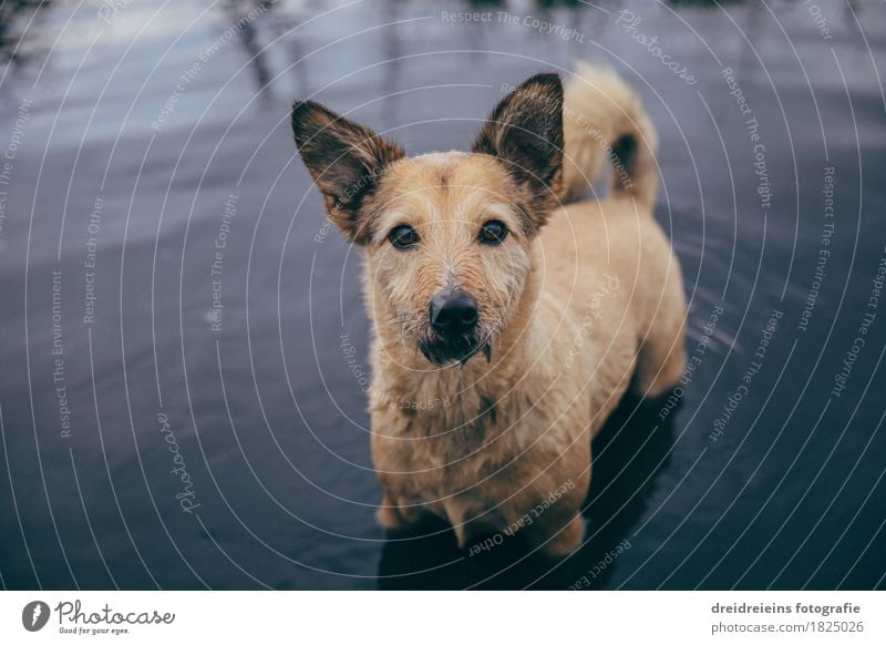 Hundblick. Wasser Tier Haustier beobachten Blick stehen warten Freundlichkeit kalt natürlich Neugier niedlich Tatkraft loyal Sympathie Freundschaft Tierliebe