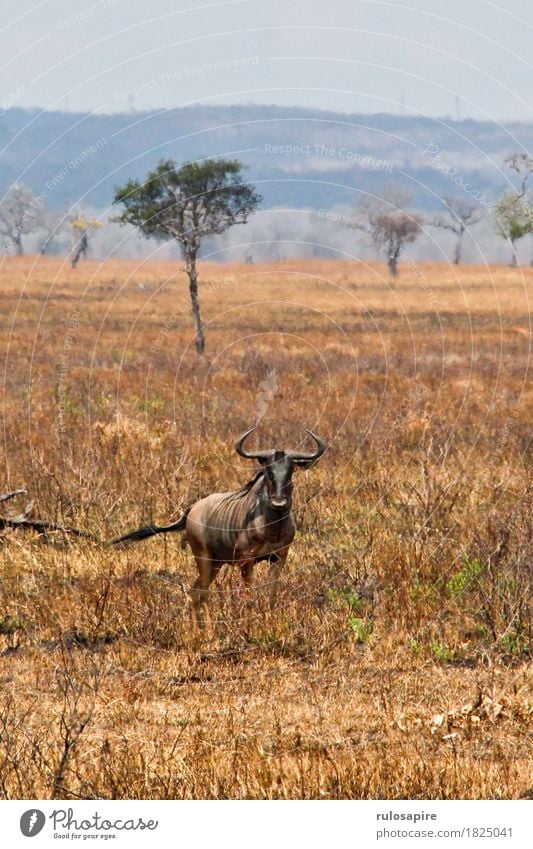 Safarignu Jagd Ferien & Urlaub & Reisen Abenteuer Expedition Sonne Umwelt Natur Landschaft Tier Erde Horizont Dürre Hügel Savanne Steppe Wildtier Fell Gnu 1