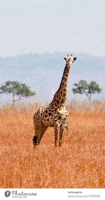 Safarigiraffe Ferien & Urlaub & Reisen Abenteuer Ferne Expedition Camping Sommer Umwelt Natur Landschaft Tier Erde Himmel Dürre Wiese Hügel Wüste Wildtier Fell