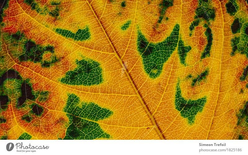 abstrakte Landschaften Natur Pflanze Herbst Baum Blatt Garten braun gelb grün rosa Blattadern Herbstlaub herbstlich Nahaufnahme Farbfoto Detailaufnahme