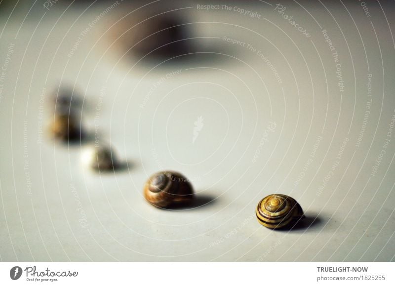 Die Unendlichkeit des Seins Kunst Skulptur Natur Urelemente Spielzeug Dekoration & Verzierung Schneckenhaus Stein Sand ästhetisch einfach elegant Erotik kalt