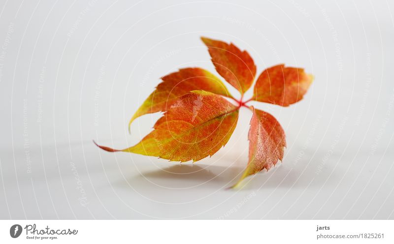 herbstblatt V Pflanze Herbst Blatt liegen natürlich schön gelb orange rot Gelassenheit ruhig Natur Farbfoto mehrfarbig Studioaufnahme Nahaufnahme Menschenleer