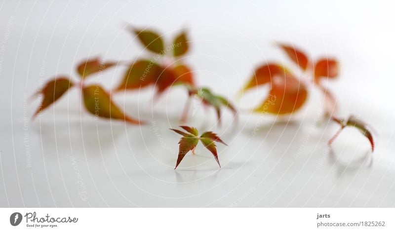 wilder wein VI Pflanze Herbst Blatt Wildpflanze frisch natürlich schön grün orange rot Natur Wilder Wein Farbfoto mehrfarbig Studioaufnahme Menschenleer