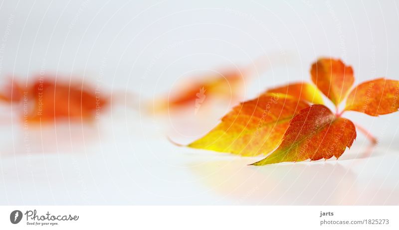 herbstblatt III Pflanze Herbst Blatt liegen natürlich schön gelb grün orange rot Gelassenheit ruhig Natur Farbfoto mehrfarbig Studioaufnahme Nahaufnahme