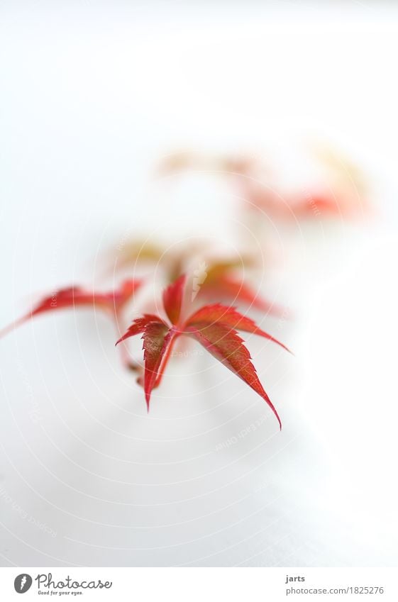 wilder wein IV Pflanze Herbst Blatt authentisch natürlich schön Natur Wilder Wein Farbfoto mehrfarbig Studioaufnahme Nahaufnahme Detailaufnahme Menschenleer