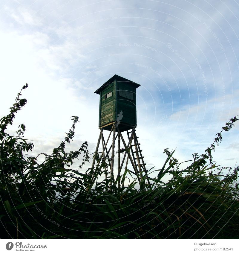 Wer Hochsitz kann tief fallen Farbfoto Außenaufnahme Tag Gartenarbeit Leiter Umwelt Natur Himmel Pflanze Sträucher Holz bauen beobachten Mut Tatkraft Jäger