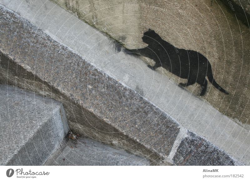 Catwalk Kunst Mauer Wand Treppe Katze Stein Graffiti Stadt grau schwarz Straßenkunst Schablone schleichen freilebend Herumtreiben Straßenkatze Farbfoto