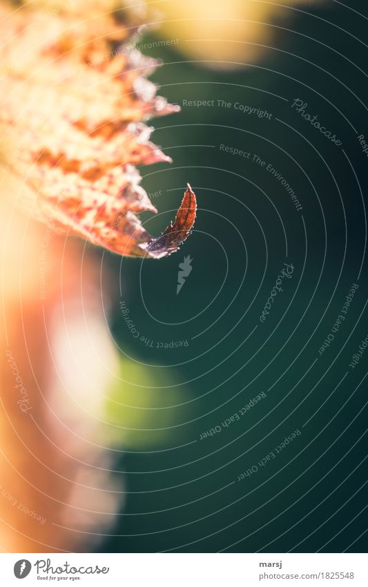 Herbstlich, und das mit Schwung Erholung Natur Pflanze Blatt Herbstlaub Brombeerblätter gekrümmt dünn authentisch einfach braun gold Traurigkeit Tod Müdigkeit