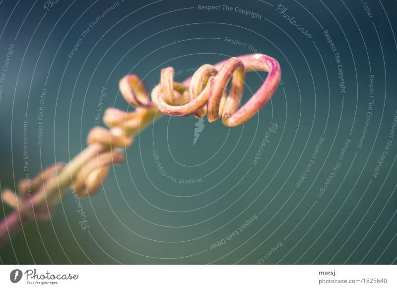 Ganz schön verstrickt Natur Pflanze Sproßranke Ranke Knoten Schleife beweglich Leben Traurigkeit Konflikt & Streit durcheinander Verflechtung Farbfoto
