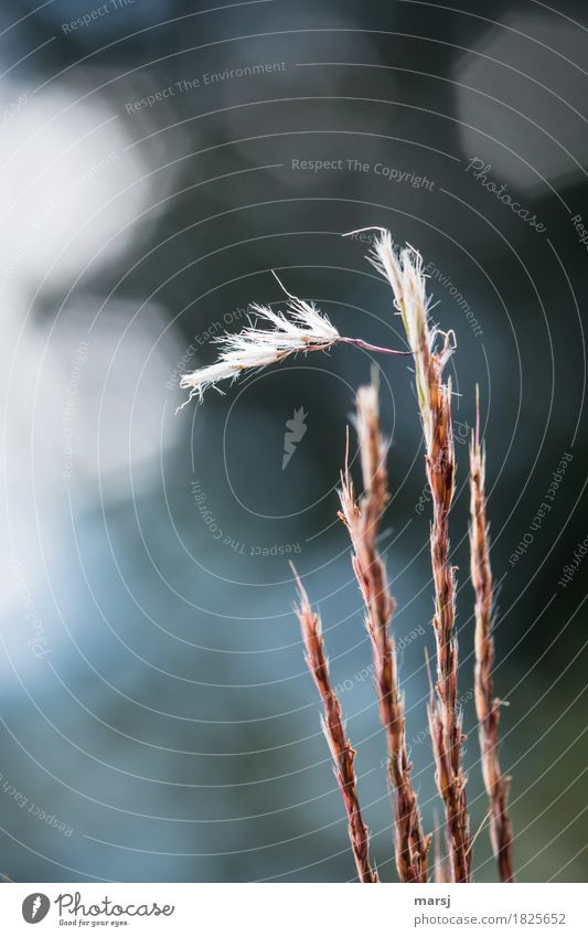 Wetterwendisch Natur Herbst Gras Grünpflanze Gräserblüte sportlich außergewöhnlich dünn Erfolg natürlich Farbfoto Gedeckte Farben Außenaufnahme Nahaufnahme