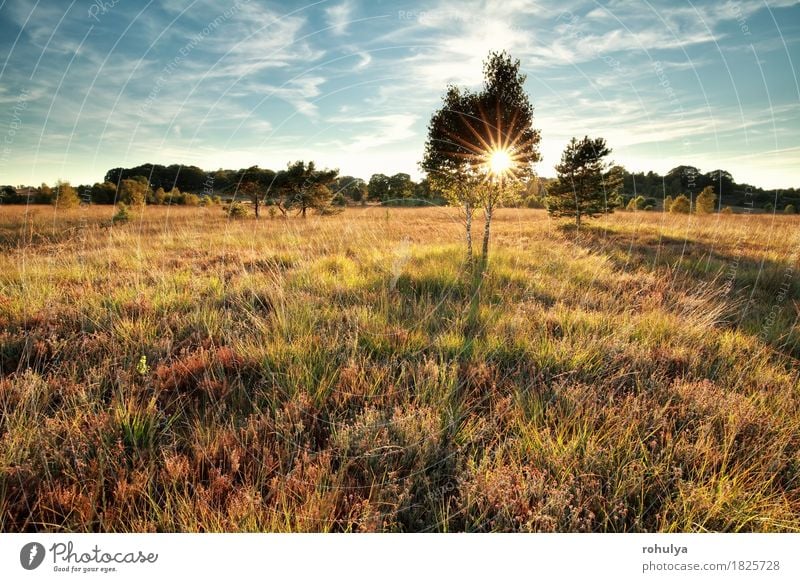 Sonnenuntergang Sonnenstrahlen hinter dem Baum auf Sumpf Natur Landschaft Himmel Herbst Gras Wiese wild blau grün Stern Sonnenschein Kiefer nadelhaltig Feld