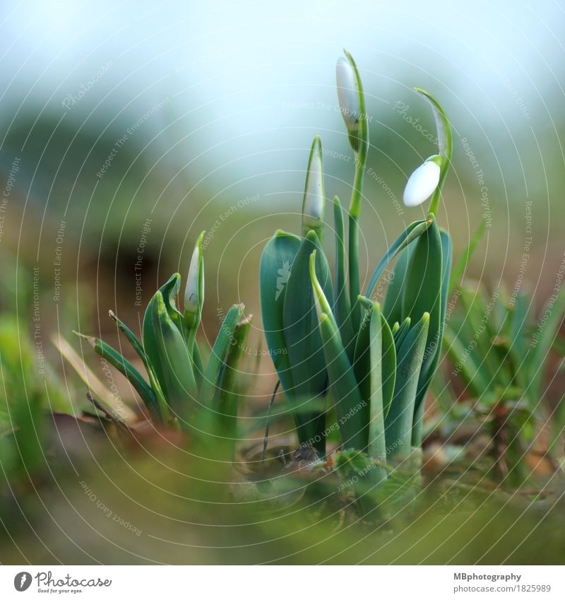 Schneeglöckchen im Frühling Umwelt Natur Pflanze Erde Blume Blüte Frühlingsblume Blütenpflanze Garten Wiese Blühend Wachstum ästhetisch dünn klein natürlich