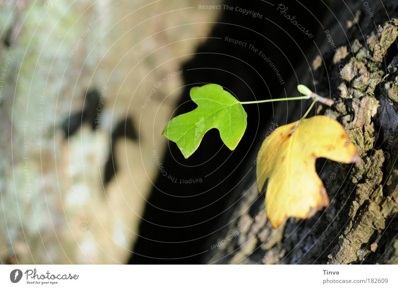 Nachwuchs Farbfoto Nahaufnahme Morgen Licht Schatten Kontrast Schwache Tiefenschärfe Natur Herbst Baum Blatt Park Wandel & Veränderung Zukunft Baumrinde