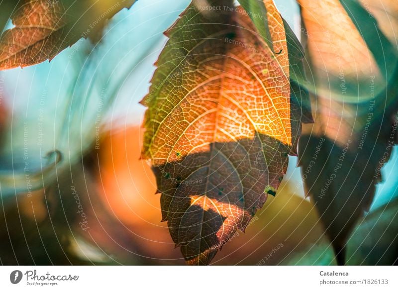 Jungfernrebe Garten Natur Pflanze Herbst Blatt Kletterpflanzen Wilder Wein dehydrieren wandern grün orange türkis Erfolg Kraft Überleben Umwelt Farbfoto