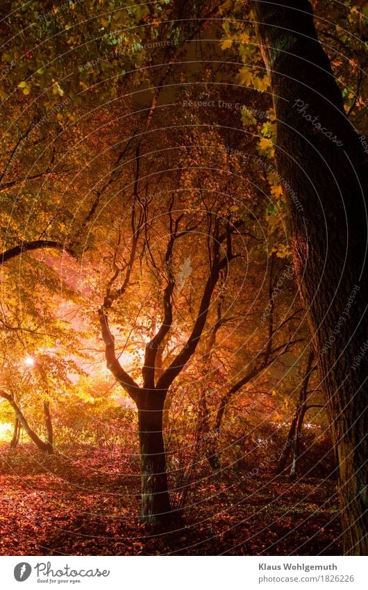 Der Herbst naht Umwelt Natur Nebel Pflanze Baum Ahornblatt Park Wald Salow leuchten nass braun gelb gold grau grün violett schwarz weiß Farbfoto Außenaufnahme