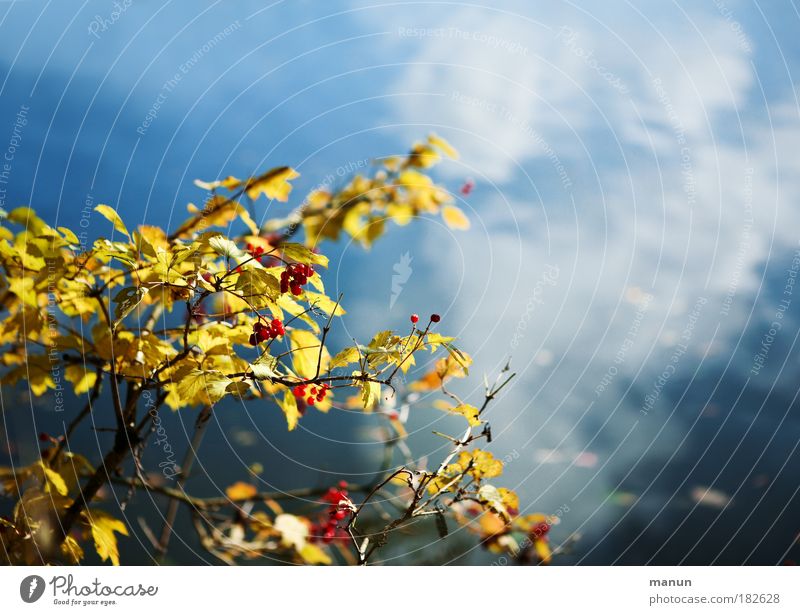 Still ruht der See... Farbfoto Außenaufnahme Menschenleer Textfreiraum rechts Textfreiraum oben Hintergrund neutral Tag Licht Schatten Kontrast