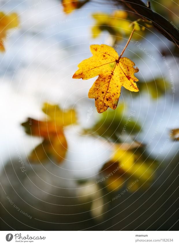 Es weht der Wind ein Blatt vom Baum... Farbfoto Gedeckte Farben Außenaufnahme abstrakt Strukturen & Formen Textfreiraum oben Textfreiraum unten Tag Licht