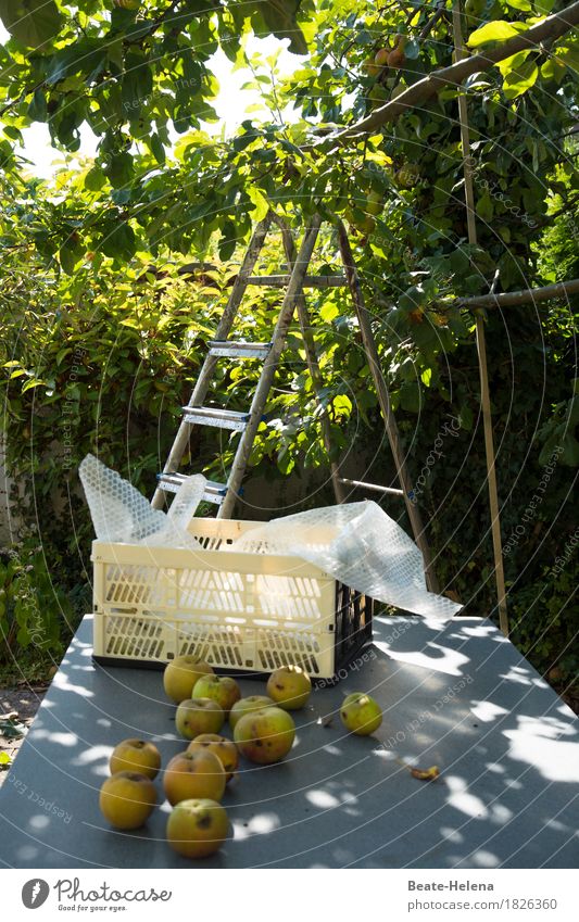 Der Apfel fällt nicht weit vom Stamm Lebensmittel Frucht Natur Herbst Baum Nutzpflanze Garten Essen Fitness Duft frisch Gesundheit süß grün Ernte Apfelbaum