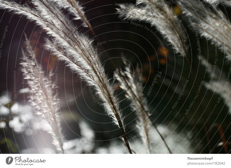 Lichtschilf Farbfoto Außenaufnahme Nahaufnahme Abend Schwache Tiefenschärfe Natur Wasser Herbst Schönes Wetter Pflanze Seeufer Teich leuchten stehen streichen