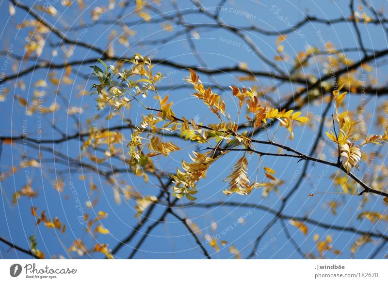 Die letzten Sonnenstrahlen genießen Farbfoto Außenaufnahme Nahaufnahme Menschenleer Morgen Abend Sonnenlicht Unschärfe Froschperspektive Blick nach oben Umwelt