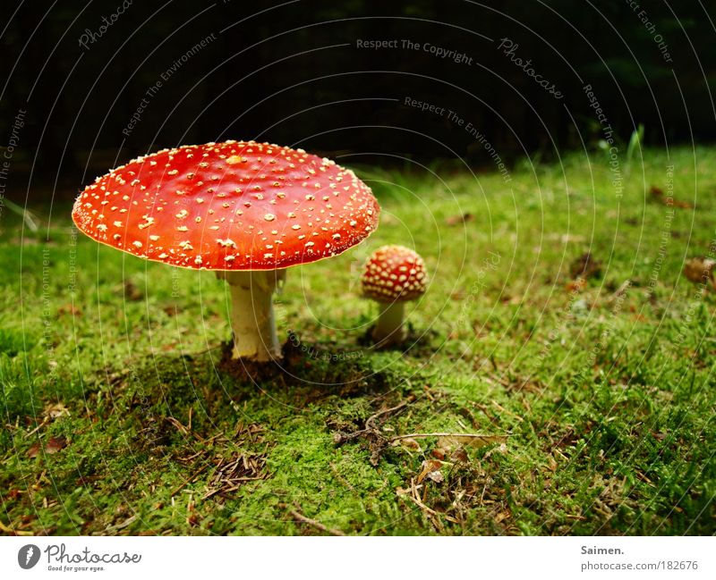 Märchenwald Farbfoto mehrfarbig Außenaufnahme Textfreiraum oben Tag Licht Schatten Froschperspektive Natur Pflanze Herbst Gras Moos Pilz Fliegenpilz stehen