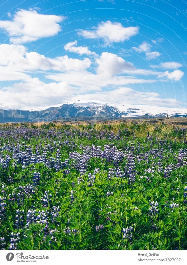 Lupinenfeld mit Gletscher Ferien & Urlaub & Reisen Tourismus Ausflug Abenteuer Ferne Freiheit Sommer Berge u. Gebirge Natur Landschaft Pflanze Himmel Wolken