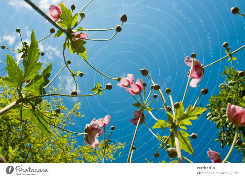 Vexiernelke Kronen-Lichtnelke Nelkengewächse Blume Blühend Blüte Roter Sonnenhut Garten Himmel Schrebergarten Pflanze Sommer Stauden Blütenstauden Stengel