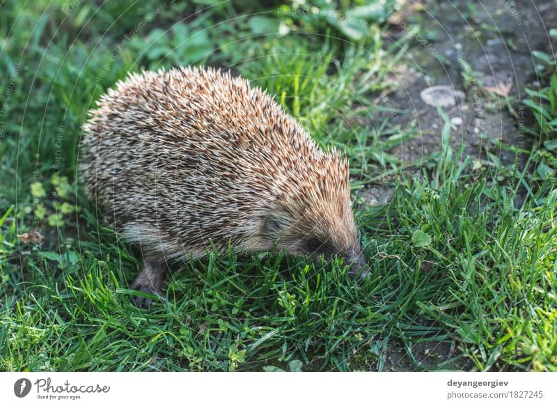 Igel auf grünem Gras Sommer Garten Natur Pflanze Tier Wald klein natürlich stachelig wild braun Rasen Säugetier Tierwelt Borsten Verteidigung Nadel Schnauze