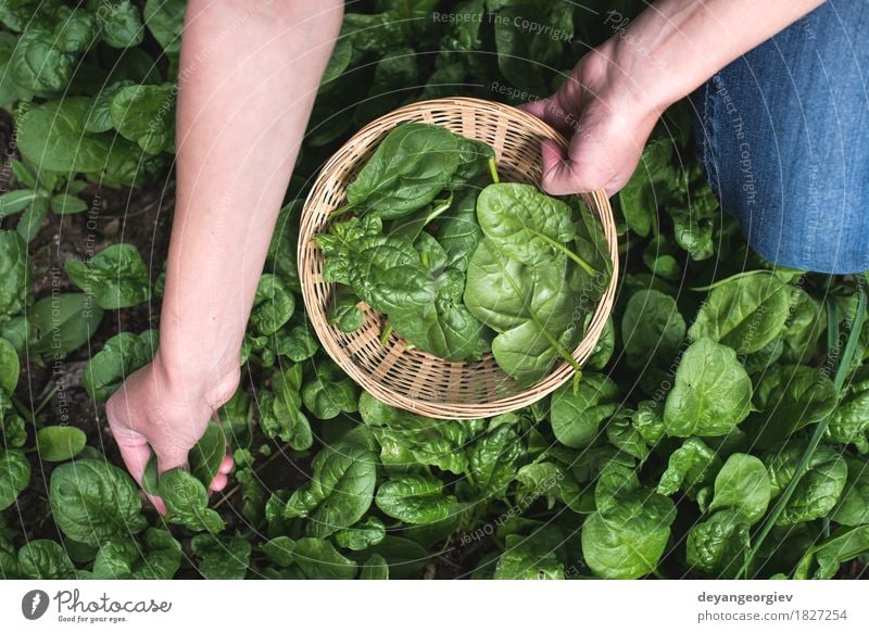 Spinat in einem Hausgarten auswählen Gemüse Garten Gartenarbeit Hand Natur Landschaft Pflanze Blatt Wachstum frisch natürlich grün organisch Kommissionierung