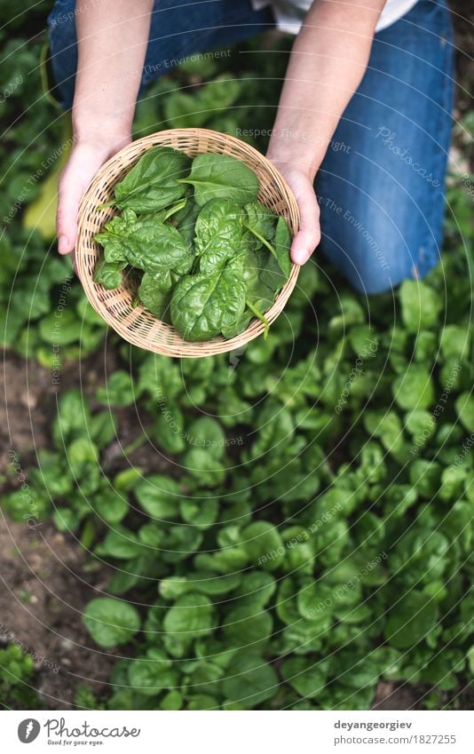 Spinat in einem Hausgarten auswählen Gemüse Garten Gartenarbeit Hand Natur Landschaft Pflanze Blatt Wachstum frisch natürlich grün organisch Kommissionierung