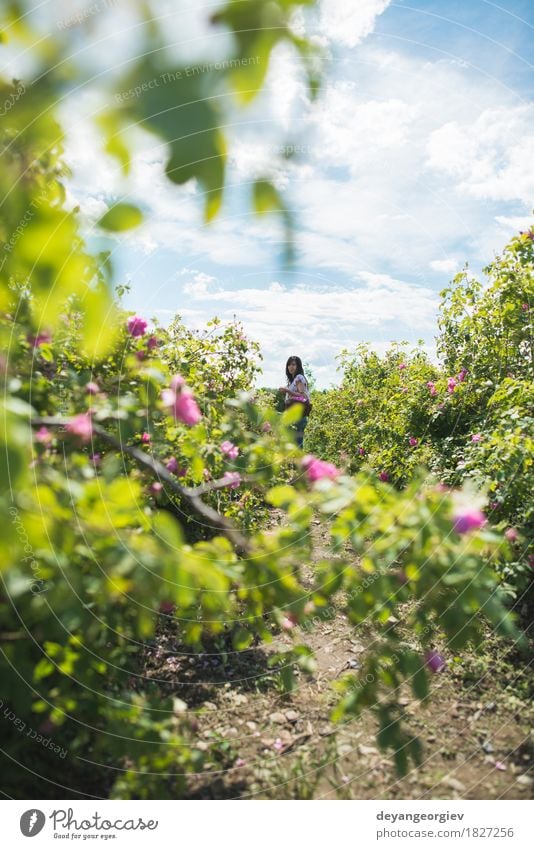 Frau, die Farbe von Ölsaatrosen auswählt schön Haut Wellness Erholung Garten Erwachsene Natur Pflanze Blume Rose Blatt frisch natürlich rosa Roséwein Erdöl Sack