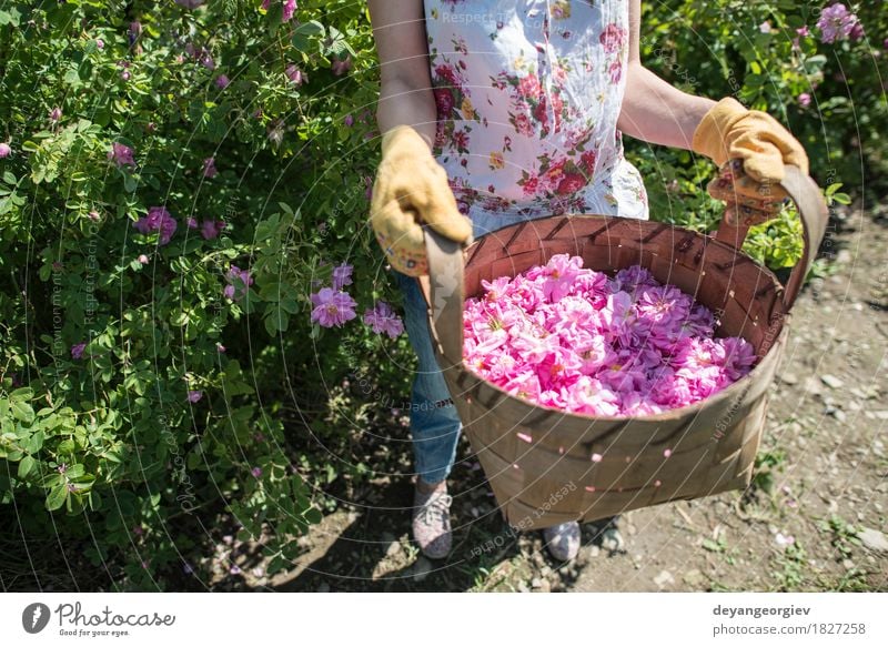 Frau, die Farbe von Ölsaatrosen auswählt schön Haut Wellness Erholung Garten Erwachsene Natur Pflanze Blume Rose Blatt frisch natürlich rosa Roséwein Erdöl Sack