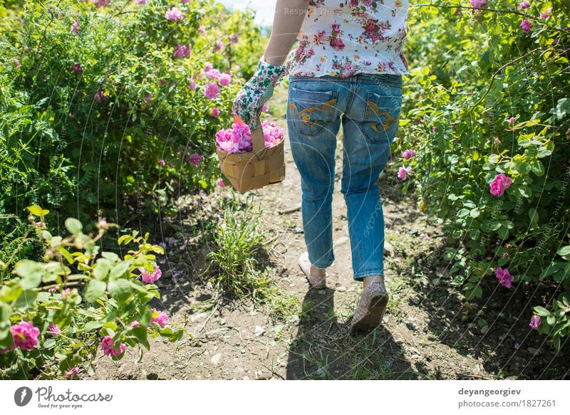 Frau, die Farbe von Ölsaatrosen auswählt schön Haut Wellness Erholung Garten Erwachsene Natur Pflanze Blume Rose Blatt frisch natürlich rosa Roséwein Erdöl Sack