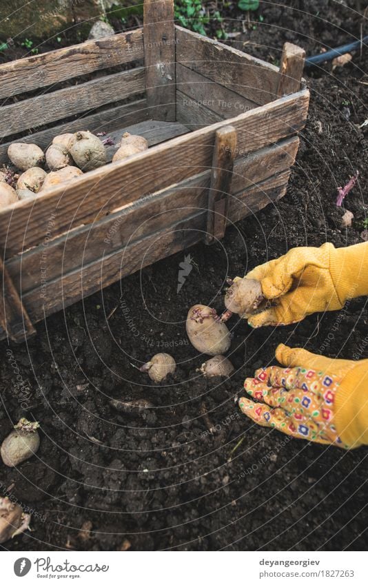 Kartoffeln im kleinen Biogarten pflanzen Gemüse Garten Gartenarbeit Natur Pflanze Erde Wachstum frisch natürlich Samen Lebensmittel organisch Kiste Ackerbau