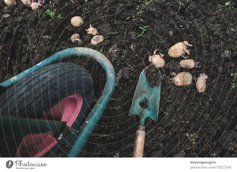 Kartoffeln im kleinen Biogarten pflanzen Gemüse Garten Gartenarbeit Natur Pflanze Erde Wachstum frisch natürlich Samen Lebensmittel schaufeln organisch Ackerbau