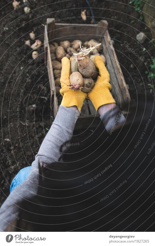 Kartoffeln im kleinen Garten pflanzen Gemüse Gartenarbeit Frau Erwachsene Hand Natur Pflanze Erde Wachstum frisch natürlich Samen Lebensmittel organisch Kiste