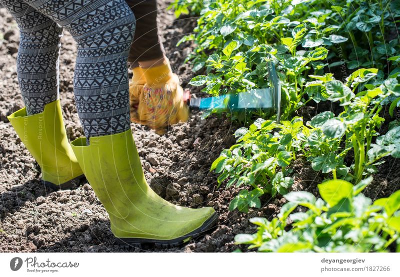 Kartoffeln hacken im Hausgarten Sommer Garten Arbeit & Erwerbstätigkeit Gartenarbeit Werkzeug Mensch Mann Erwachsene Hand Pflanze Erde grün Landwirt Hacke