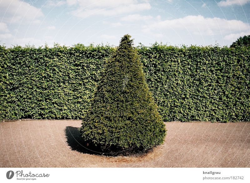 Kegeltanne Tanne Hecke Garten Park Himmel Wolken Sand Spaziergang Geometrie Baumschule Ferien & Urlaub & Reisen Wochenende Erholung ruhig Gartenbau Natur