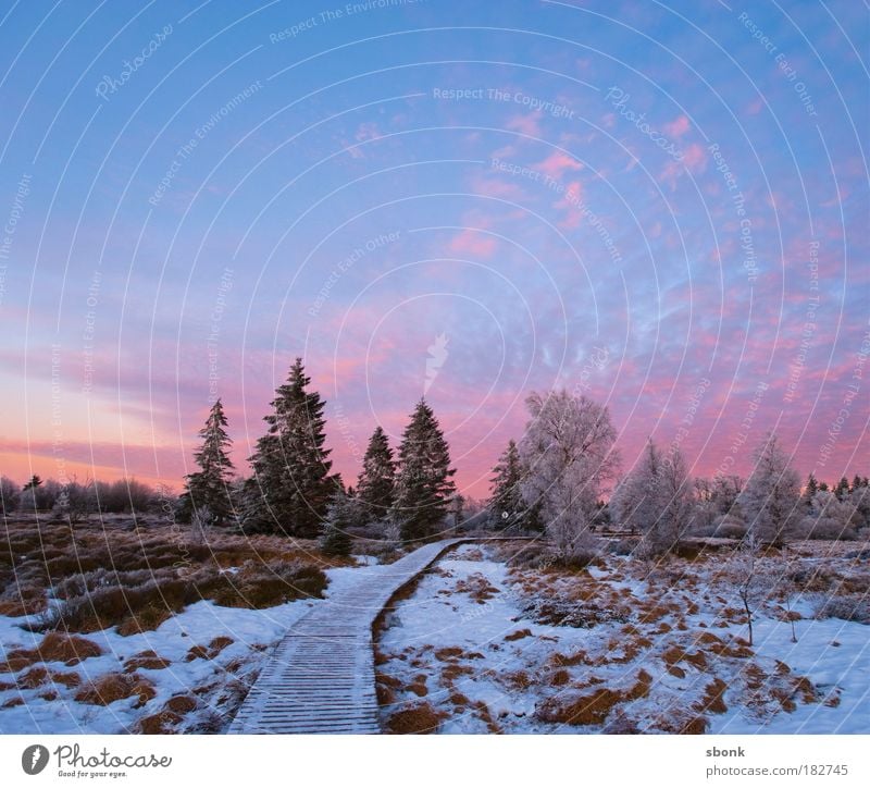 Märchenweg Farbfoto Außenaufnahme Menschenleer Textfreiraum oben Abend Dämmerung Nacht Licht Lichterscheinung Sonnenlicht Sonnenaufgang Sonnenuntergang Umwelt