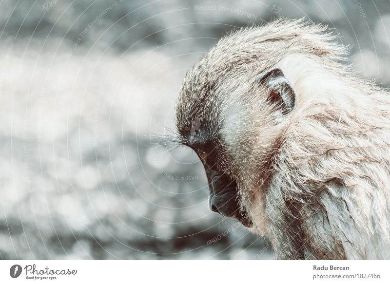 Baby-Drill-Affe (Mandrillus Leukophaeus) Umwelt Natur Tier Wildtier Tiergesicht Zoo 1 Tierjunges Traurigkeit Freundlichkeit Fröhlichkeit natürlich Neugier