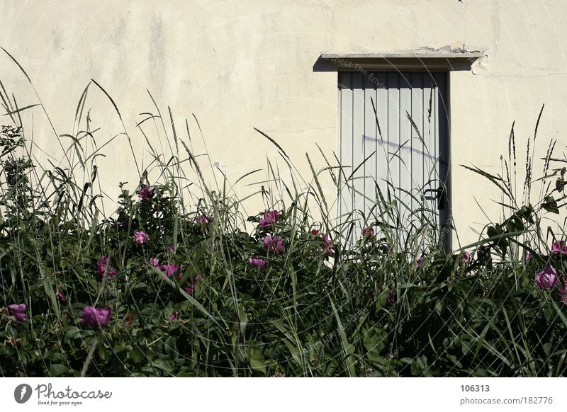 Fotonummer 123553 Natur Pflanze Sonnenlicht Sommer Schönes Wetter Blume Sträucher Wiese Haus alt Tür Hauseingang Eingang Gras Wand Vordergrund Stillleben