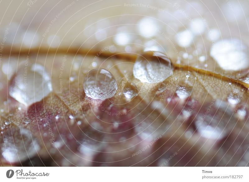 pearls of dew Farbfoto Gedeckte Farben Innenaufnahme Makroaufnahme Textfreiraum oben Licht Reflexion & Spiegelung Schwache Tiefenschärfe Wassertropfen Herbst