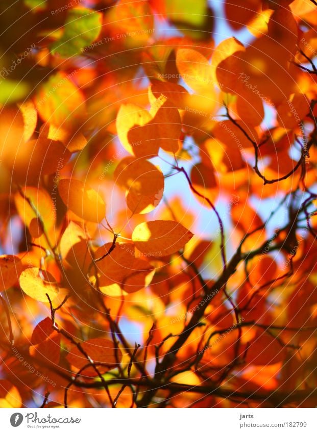 bunte welt Farbfoto mehrfarbig Außenaufnahme Menschenleer Tag Licht Sonnenlicht Starke Tiefenschärfe Zentralperspektive Umwelt Natur Herbst Schönes Wetter Blatt